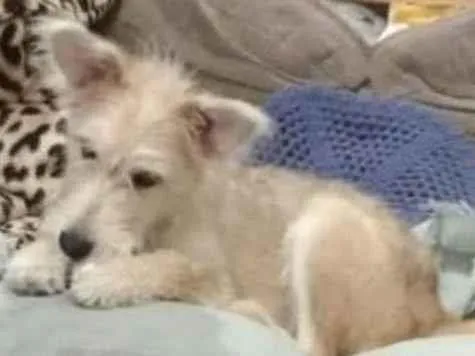 Cachorro raça  idade 2 a 6 meses nome Manú Filhotinha