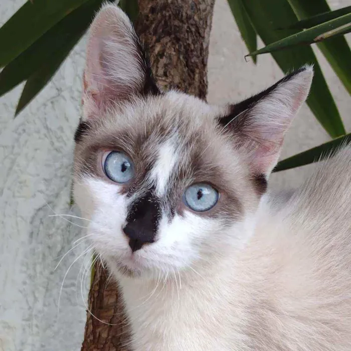 Gato raça SRD misturado siamês idade 2 a 6 meses nome Sem nome