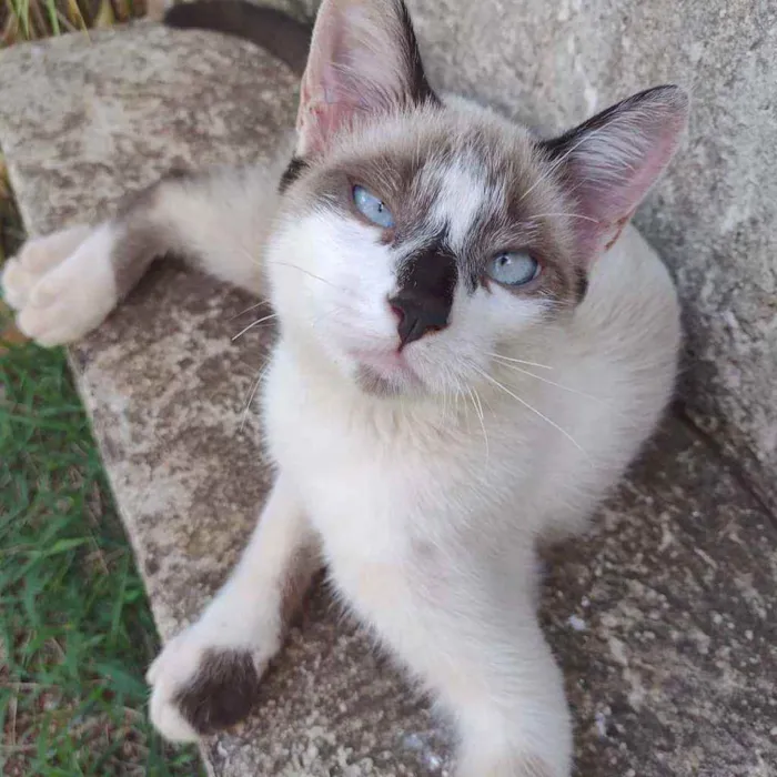 Gato raça SRD misturado siamês idade 2 a 6 meses nome Sem nome