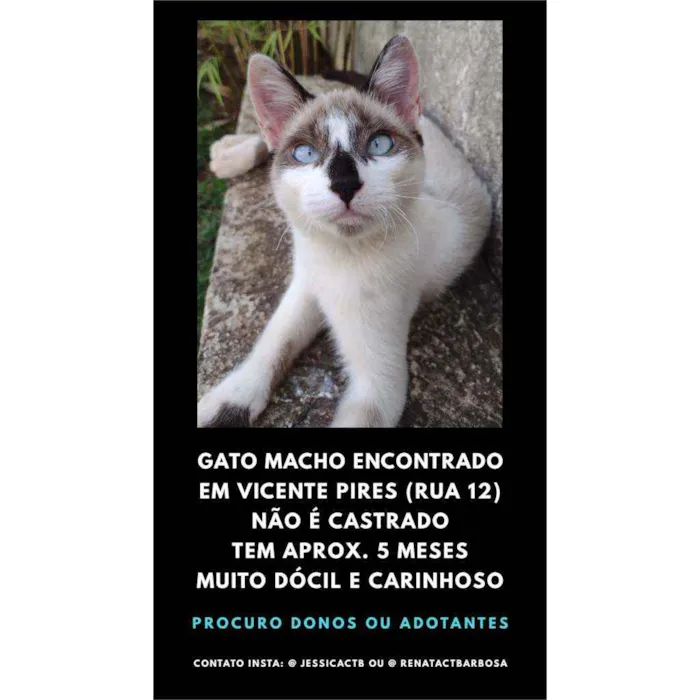 Gato raça SRD misturado siamês idade 2 a 6 meses nome Sem nome
