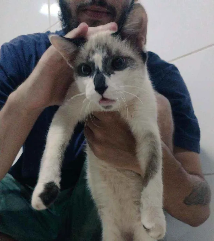 Gato raça SRD misturado siamês idade 2 a 6 meses nome Sem nome
