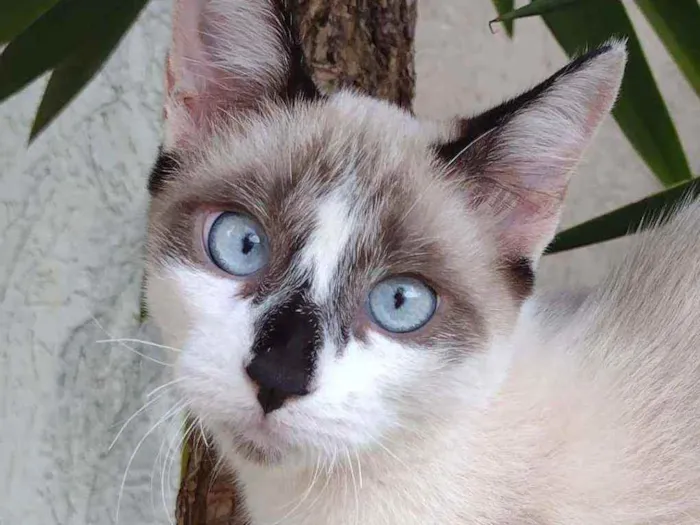 Gato raça SRD misturado siamês idade 2 a 6 meses nome Sem nome