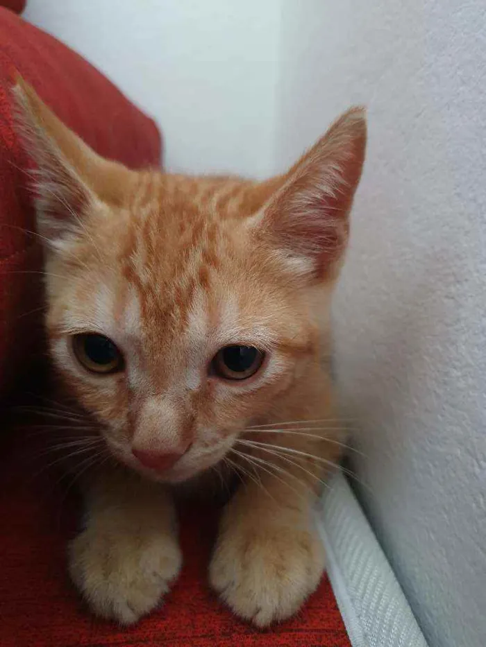 Gato raça Indefinido  idade 2 a 6 meses nome Sem nome filhote 