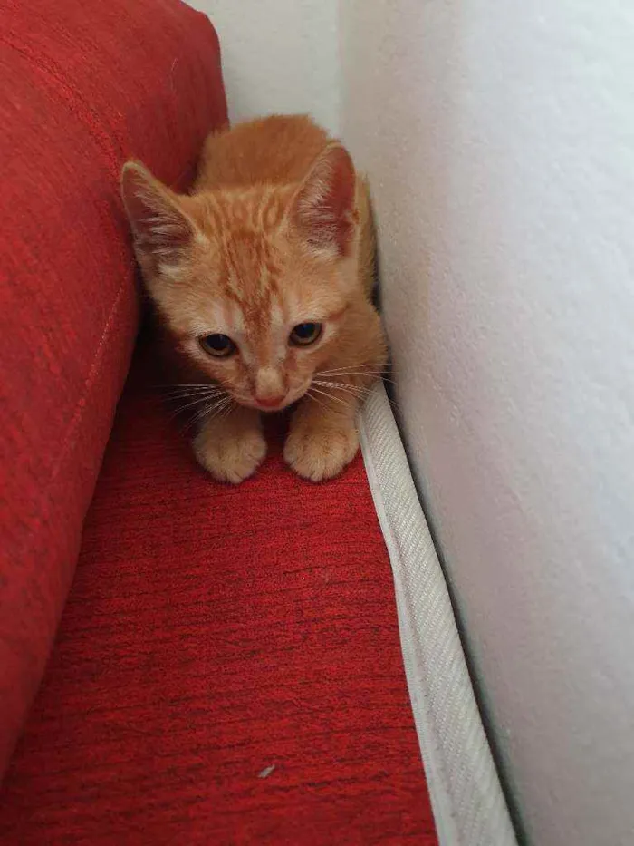Gato raça Indefinido  idade 2 a 6 meses nome Sem nome filhote 