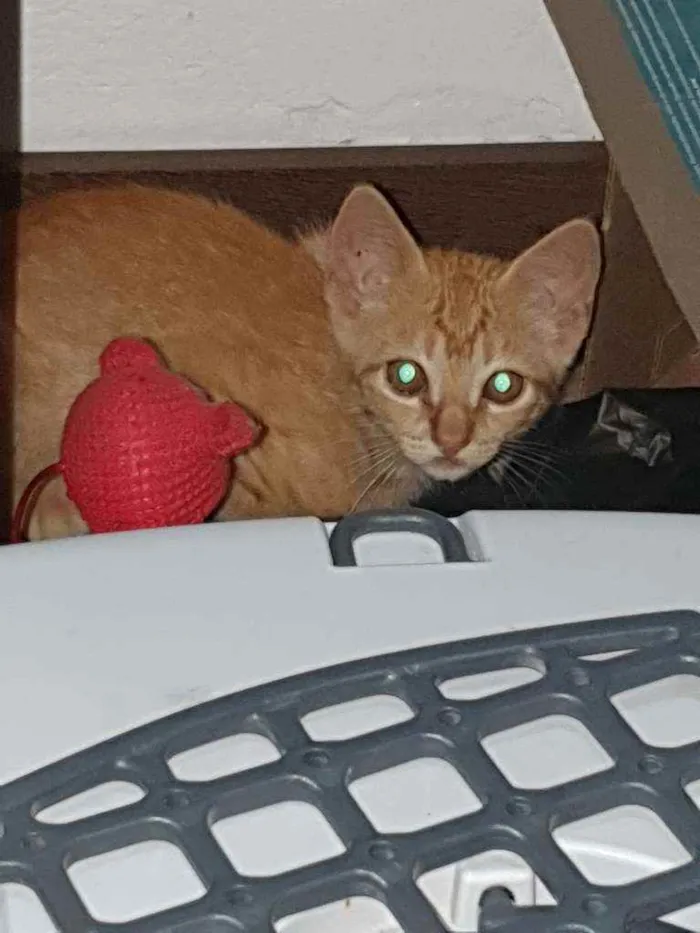 Gato raça Indefinido  idade 2 a 6 meses nome Sem nome filhote 