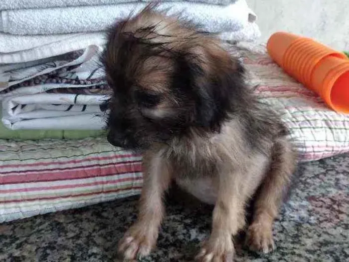 Cachorro ra a Vira lata idade 2 a 6 meses nome Pantera