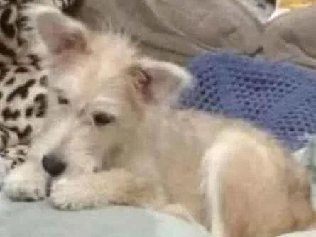 Cachorro raça  idade 2 a 6 meses nome Manú Filhotinha