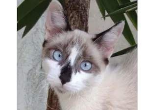 Gato raça SRD misturado siamês idade 2 a 6 meses nome Sem nome