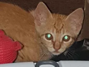 Gato raça Indefinido  idade 2 a 6 meses nome Sem nome filhote 