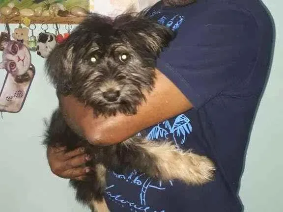 Cachorro raça SRD-ViraLata idade 2 a 6 meses nome Luna