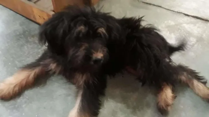 Cachorro raça SRD-ViraLata idade 2 a 6 meses nome Luna