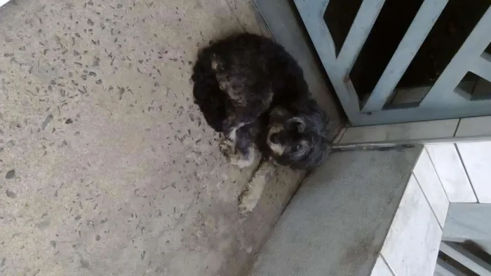 Cachorro ra a indefinida idade  nome sem nome 