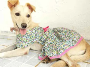 Cachorro raça SRD idade 3 anos nome Luna