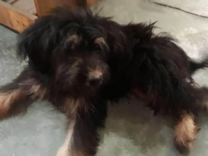 Cachorro raça SRD-ViraLata idade 2 a 6 meses nome Luna