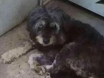 Cachorro ra a indefinida idade  nome sem nome 