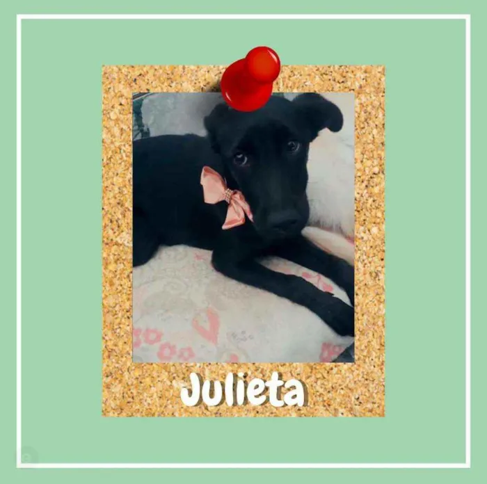Cachorro ra a srd idade 2 a 6 meses nome Julieta