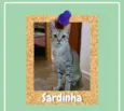 Sardinha