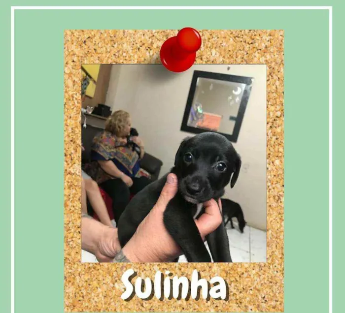Cachorro ra a sed idade 2 a 6 meses nome Sulinha