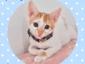 Gato raça Srd idade 2 a 6 meses nome Romeu 
