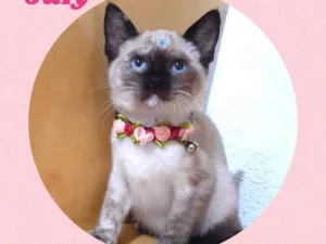 Gato raça Sialata  idade 2 a 6 meses nome July 