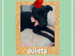 Cachorro raça srd idade 2 a 6 meses nome Julieta