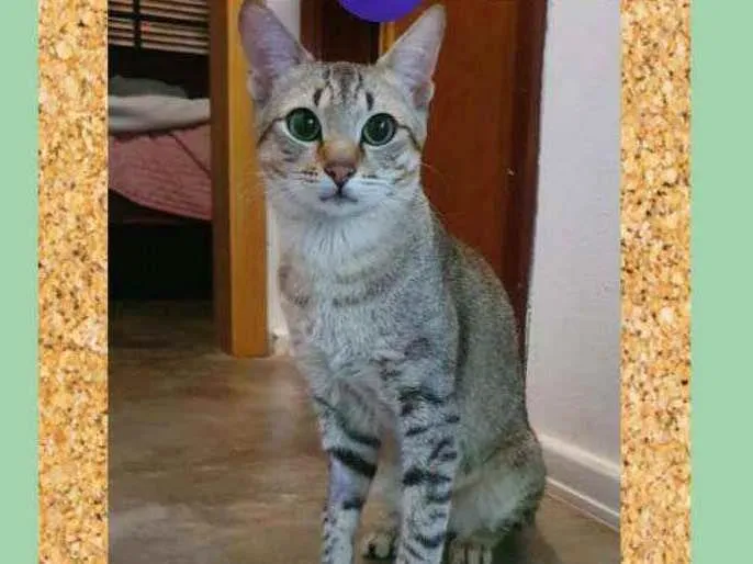 Gato ra a SRD-ViraLata idade 7 a 11 meses nome Sardinha
