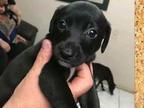 Cachorro ra a sed idade 2 a 6 meses nome Sulinha