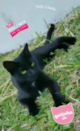 Morgana