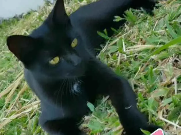 Gato ra a Vira lata idade 7 a 11 meses nome Morgana