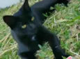 Morgana