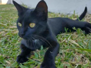 Gato raça Vira lata idade 7 a 11 meses nome Morgana