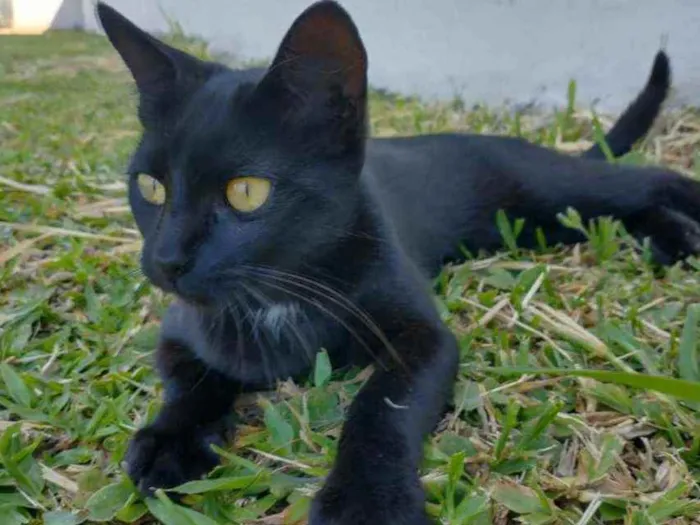 Gato ra a Vira lata idade 7 a 11 meses nome Morgana