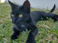 Morgana