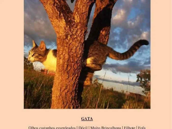 Gato ra a SRD idade 2 a 6 meses nome Gata