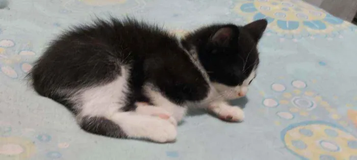 Gato ra a Sem raça definida  idade Abaixo de 2 meses nome Sem nomes 
