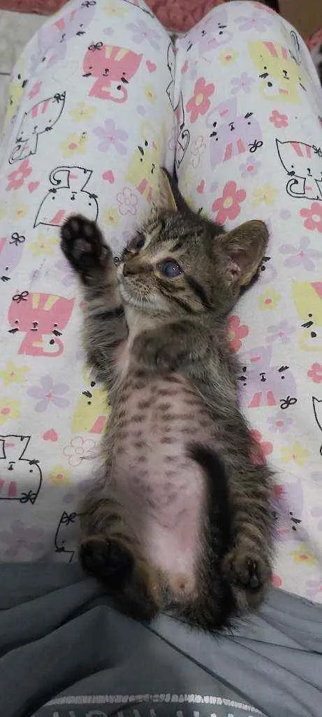 Gato ra a Sem raça definida  idade Abaixo de 2 meses nome Sem nomes 