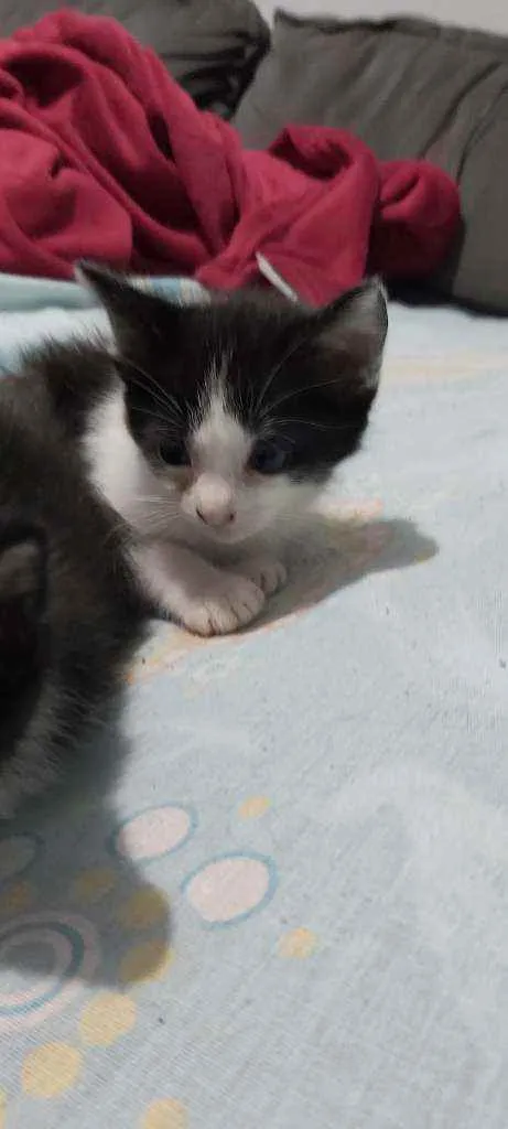Gato ra a Sem raça definida  idade Abaixo de 2 meses nome Sem nomes 