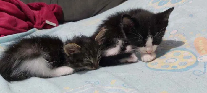 Gato ra a Sem raça definida  idade Abaixo de 2 meses nome Sem nomes 