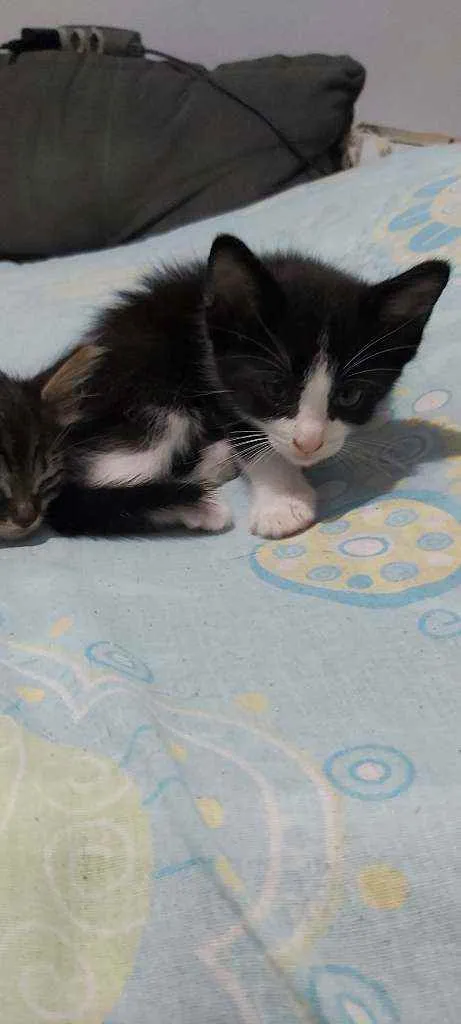 Gato ra a Sem raça definida  idade Abaixo de 2 meses nome Sem nomes 
