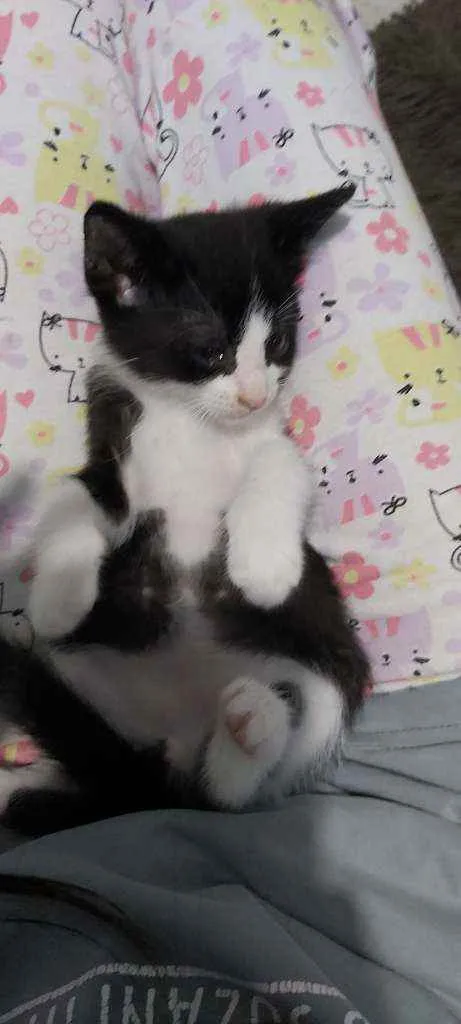 Gato ra a Sem raça definida  idade Abaixo de 2 meses nome Sem nomes 