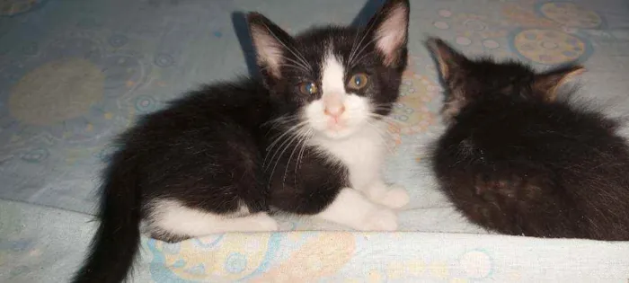 Gato ra a Sem raça definida  idade Abaixo de 2 meses nome Sem nomes 