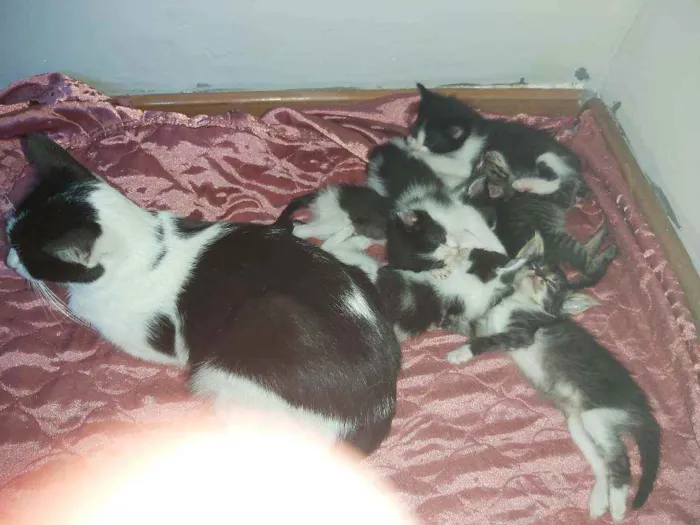 Gato ra a Sem raça definida  idade Abaixo de 2 meses nome Sem nomes 