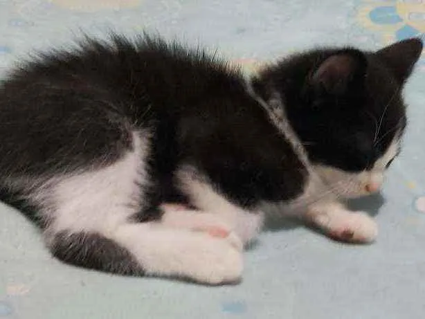 Gato ra a Sem raça definida  idade Abaixo de 2 meses nome Sem nomes 