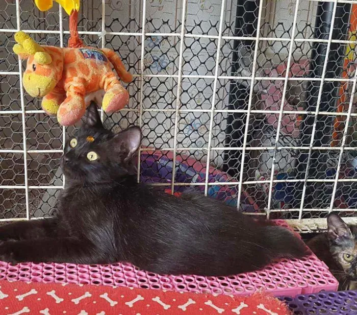 Gato raça SRD  idade 2 a 6 meses nome Pantera