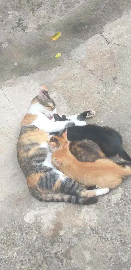Gato raça Viralata idade Abaixo de 2 meses nome Lilica, Salem, Tilda