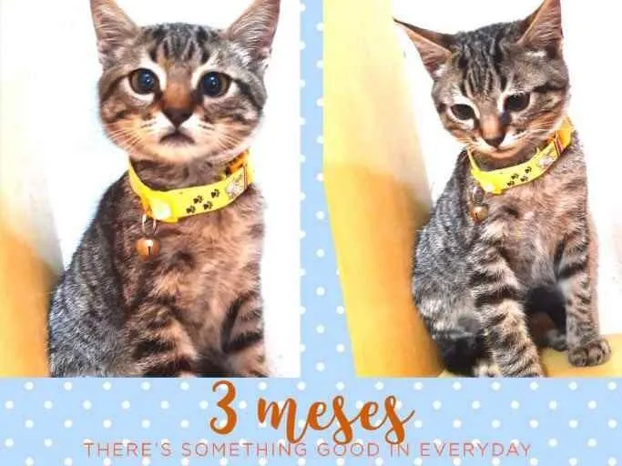 Gato raça Srd idade 2 a 6 meses nome Fred