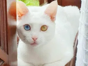 Gato raça srd idade 1 ano nome Bowie