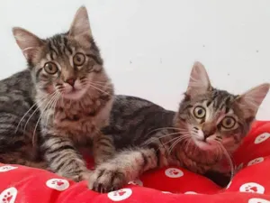 Gato raça srd idade 2 a 6 meses nome Zoe & Zahara