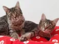 Gato raça srd idade 2 a 6 meses nome Zoe & Zahara