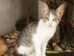 Gato raça srd idade 2 a 6 meses nome Meggie